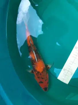 Ikan koi Hi Showa import serti Marusei 32cm