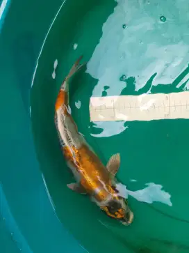 Ikan koi jenis KIKOKURYU 39cm HQ