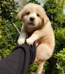 Anakan anjing lucu imut gemesin golden mixbreed samoyed istimewa