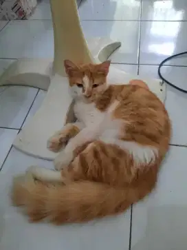 Dijual 3 Kucing Persia Mix Dom 4 bulan