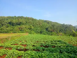 Tanah untuk investas+berkebun sangat strategis view ke gunung airbagus