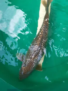 Ikan koi Ochiba Kogane Ginrin 42cm HQ