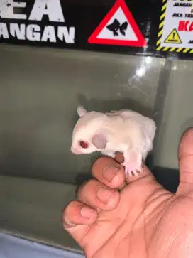 Sugar Suger Glider Creamino Betina