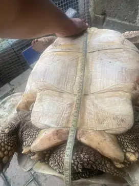 Sulcata male jumbo