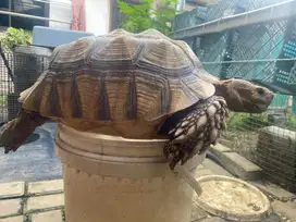 Sulcata female jumbo