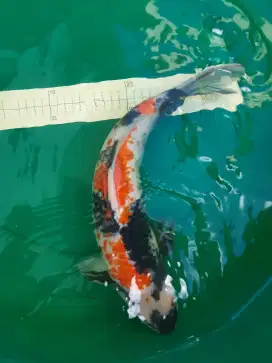 Ikan koi Showa Kanoko 42cm antik