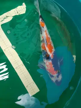 Ikan koi Showa Kanoko 42cm jarang ada