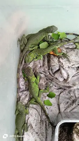 Iguana kecil hijau lincah