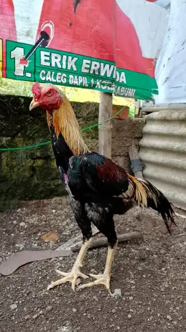 Ayam bangkok pama muda gress 7 bulanan