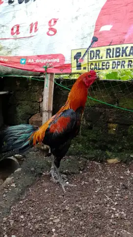 Ayam bangkok mangon muda gress umur 7 bulanan