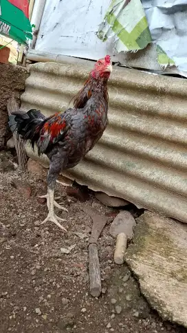 Ayam bangkok birma muda gress 7 bulanan