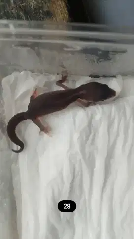 Baby Leopard Gecko 29