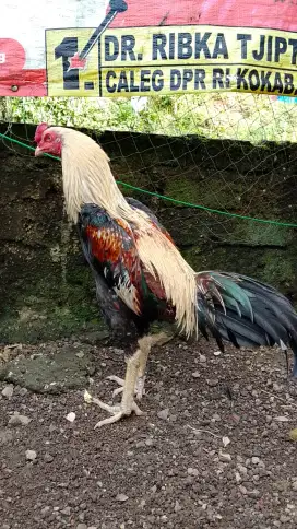 Ayam bangkok pama uk jumbo tulangan super trah juara