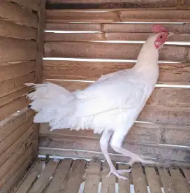 Jual ayam bekisa putih usia 7 bulanan belajaran kokok bagus kota batu