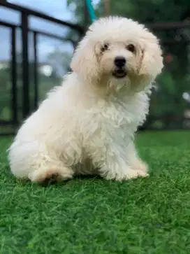 anabul white puppies poodle toys