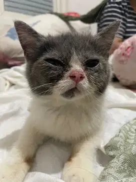 Kucing Exotic Shorthair