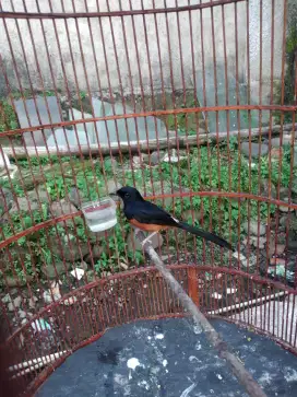 Burung bagus murai hutan asli