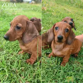 Miniature Dachshund (Mini Tekel)