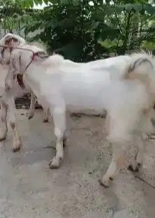 3 ekor bakalan kambing etawa jantan 7 bulanan TB 70cm siap ternak puas