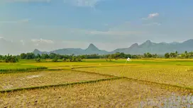 Sawah dijual murah SHM 400 ribuan permeter