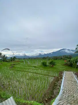 Jual kavling sawah murah 390 ribuan permeter view indah