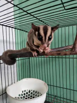 Sugar glider sepasang