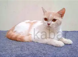 Kucing british shorthair BSH