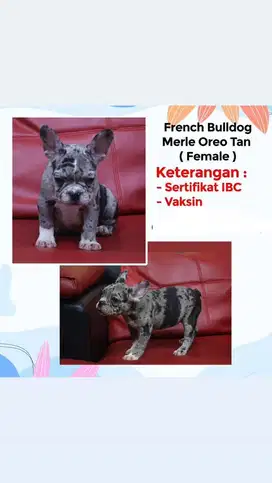 5ekor French bulldog anakan