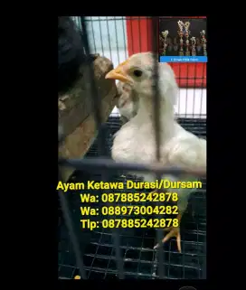 AYAM KETAWA DURASI/DURSAM JENGGER MAWAR BORONGAN 3 EKOR' SATU TETASAN