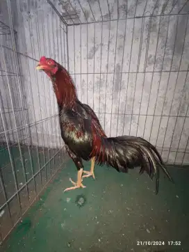 Ayam bangkok ukuran 4