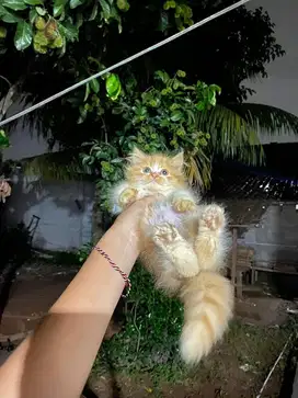 kucing lucu jantan mainecoon