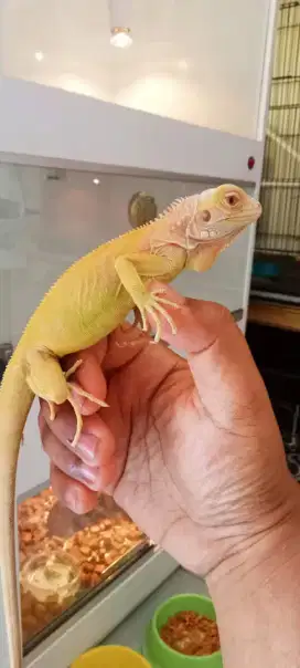 Iguana albino red juve