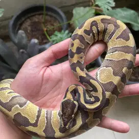 Jual ballpython