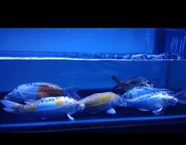 Ikan Koi hikari campur