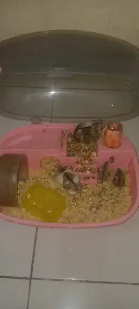 Kandang hamster beserta hamster nya ada 5