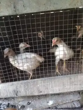 Indukan dan Bibit Ayam Kampung