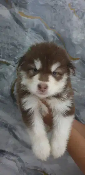 Alaskan Malamute Red Giant