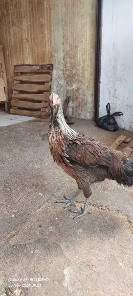 Ayam pelung usia 6 bulanan