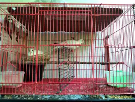 Burung derkuku putih sepasang