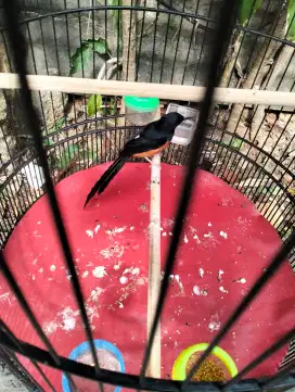 Burung murai jantan