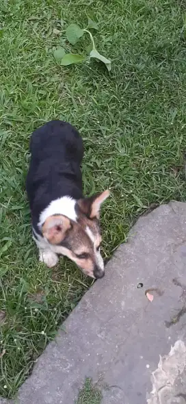 Anakan corgi jantan