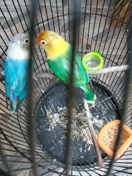 Burung Lovebird sepasang