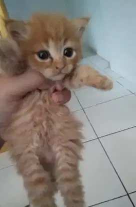 Semi hibah induk dan kitten