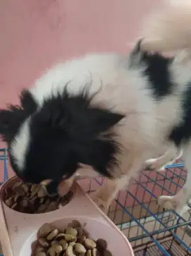 Anjing lucu jinak