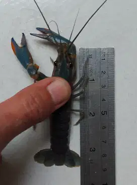 Lobster Air Tawar Red Claw hidup 3 inch