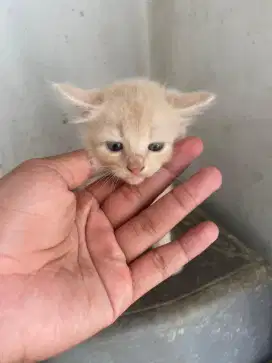 Open adop, anak kucing persia warna cream, umur 2.5 bulan,jantan