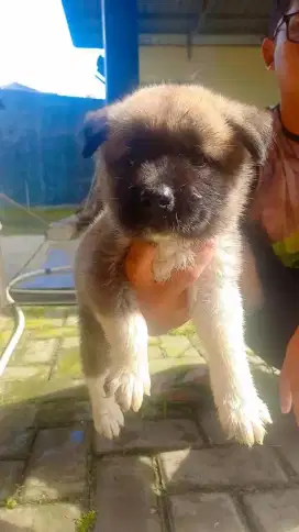 American Akita Jantan