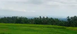 tanah kebun murah dengan view sawah terasering lau di balii