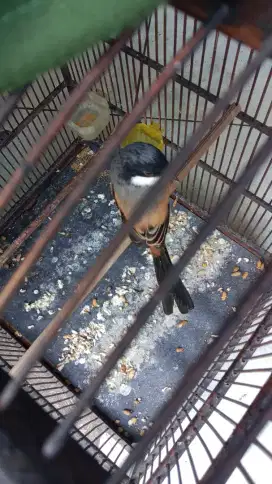 Burung pentet sempur dah rajin bunyi