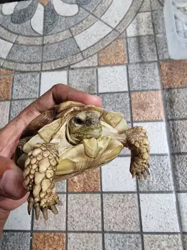 Sulcata Ukuran -+10 cm